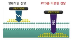 Protein transduction domain (PTD)에 의한 약물전달 모식도