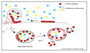 Protein transduction domain (PTD)의 세포막 침투 모식도
