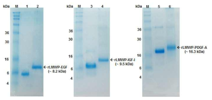 SDS-PAGE analysis of native growth factors and purified low-molecular-weight protamine (LMWP)-conjugated growth factors: Markers (M); rhEGF (lane 1); rLMWP-EGF (lane 2); rhIGF-I (lane 3); rLMWP-IGF-I (lane 4); rhPDGF-A (lane 5); rLMWP-PDGF-A (lane 6).
