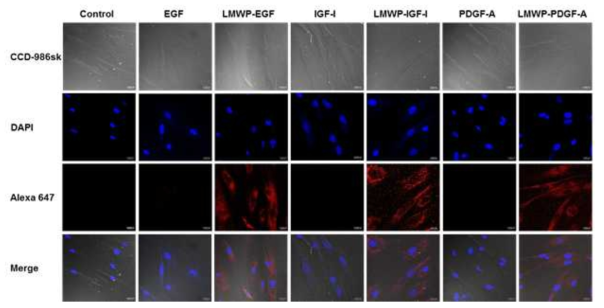 Cellular internalization of growth factors or low-molecular-weight protamine (LMWP)-fused growth factors.