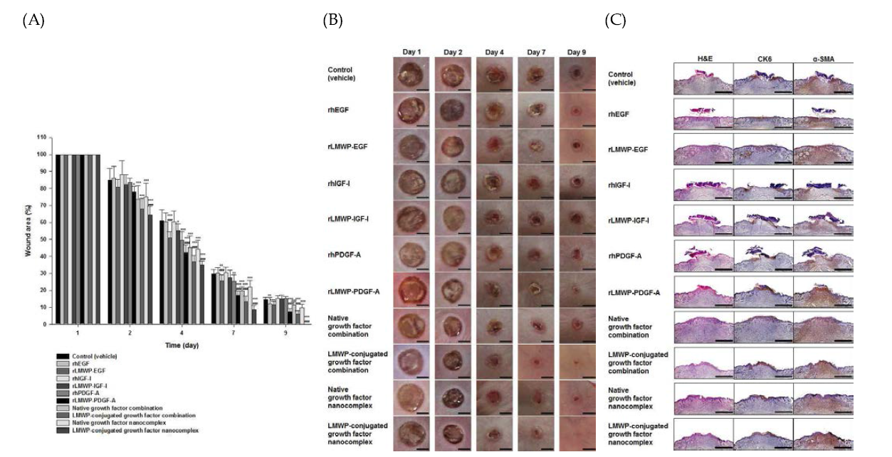 Effect of a low-molecular-weight protamine (LMWP)-conjugated growth factor nanocomplex gel formulation on wound area reduction in the full thickness excisional wound model.