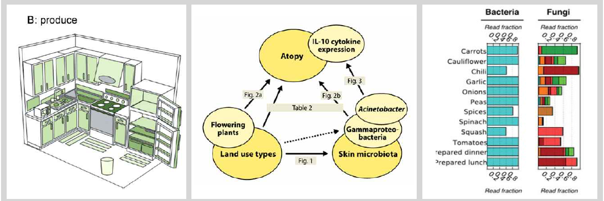 과채류 유래 미생물의 주방 내 분포도 및 호흡기와 장관 기관에의 영향성