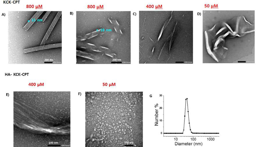 TEM을 통해 관찰한 KCK-CPT 합성된 분자의 나노구조 (A-D) 와 히알루론산과 분자의 복합체, HA-KCK-CPT의 나노구조 (E-G).