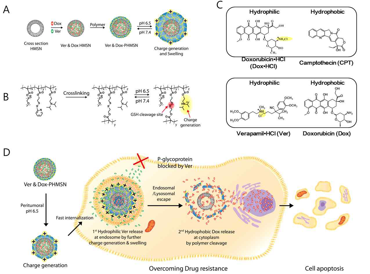 (A) 고분자 게이트키퍼를 이용하여 두가지 약물을 함유하는 PHMSN 합성 scheme. (B) 낮은 pH에서의 di-isopropyl 기의 양성자화로 인한 전하 생성. (C) 함유하는 약물의 화학 구조. (D) 세포 섭식, endosome 탈출, 그리고 자극에 감응하여 약물을 방출하는 고 분자 게이트키퍼