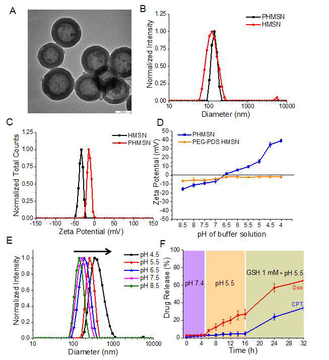 A) pH에 감응하는 고분자로 감싸진 다공성 실리카 나노파티클의 TEM 사진. B, C) HMSN과 고분자로 감싸진 HMSN(PHMSN)의 입자 크기와 표면 전하. D) pH 에 반응하지 않는 고분자로 감싼 다공성 실리카 나노파티클과 PHMSN의 pH에 따른 표면 전하 비교. E) PHMSN의 pH에 따른 크기 변화. F) pH 변화와 GSH의 유무에 따라 친수성 약물과 소수성 약물이 방출되는 정도에 대한 측정