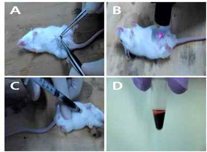마우스를 이용한 적 외선 레이저 원격제어 약물 용출실험
