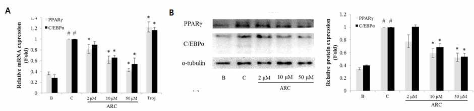 분화된 adipocyte에서 악티게닌에 의한 PPARγ와 C/EBPα의 발현억제