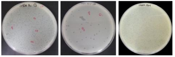 기주균주와 샘플과의 반응을 통해 균주특이성과 모양과 크기가 다양한 용균반(plaque)형성 을 확인 한 뒤 single plaque를 선발(예시)