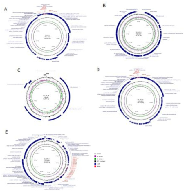 Maps of the five selected phages. GC skew, GC content, CDS region, annotated proteins and tRNAs were indicated in the maps.