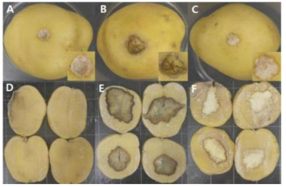 Results of wounded (A, B, C) and sliced (D, E, F) tuber assays 6 days after inoculation.