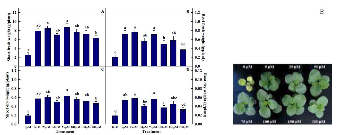 Fresh and dry weights of shoots (A, C) and roots (B, D) and kale plants (E) subjected to various Fe concentrations of nutrient solution at 4 weeks after transplanting.