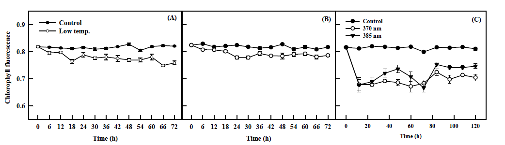 Fv/Fm of ‘Manchoo collard’ (A) and ‘TBC’ (B) kale plants subjected to 4℃ for 72 hours (n=6) and Fv/Fm value of Manchoo collard kale plants (C) subjected to two type of UV-A LEDs (370 and 385 nm) for 5 days (n=4).