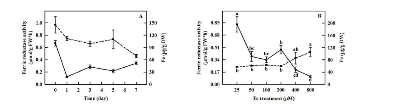 Ferric-chelate reductase activity (solid line) and Fe content (dotted line) in spinach (A) transferred from 2 weeks of culture in 2 μM of Fe-EDTA to 50 μM of Fe-EDTA and in kale (B) cultured in nutrientnsolution containing 25, 50, 100, 200, 400, and 800 μM of Fe-EDTA for 4 weeks. Different lowercase letters indicate significant differences at p=0.05 (n=5).