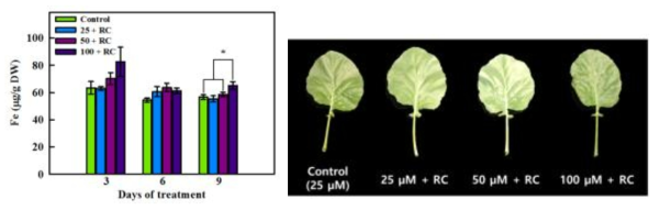 Fe content in kale shoots grown after root cutting in the nutrient solution containing 25, 50, and 100 μM Fe-EDTA for 3, 6, and 9 days.