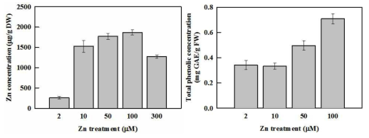 Contents of Zn (left) and total phenolics (right) in spinach shoots grown in the nutrient solution containing 2, 10, 50, 100, and 300 μM Zn for 14 days.