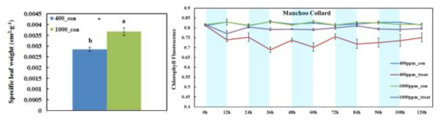 Specific leaf weight of kale plants (left) and Fv/Fm value of kale plants subjected to UV-A LEDs for 5 days (right).