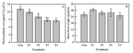 Photosynthetic rate (A) and shoot fresh weight (B) kale shoots cultivated after cutting roots in nutrient solution containing 25, 50, 100, and 200 μM Fe-EDTA (T1, T2, T3, and T4) for 9 days.