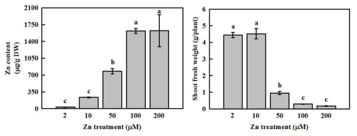 Zn content (left) and fresh weight (right) of shoots grown in the nutrient solution containing 2, 10, 50, 100, and 200 μM Zn for 14 days.