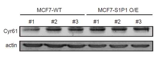S1P1수용체 과다발현 MCF-7 stable cell에서 CYR61발현