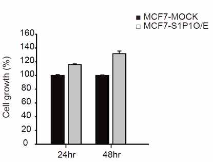 S1P1수용체 과다발현 MCF-7 stable cell에서 세포증식 증가