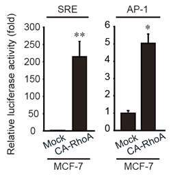 RhoA 과다발현에 의한 SRE, AP-1 luciferase 활성 증가