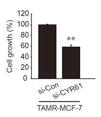 CYR61 transient knock-down에 의한 TAMR-MCF-7세포의 증식 능 감소