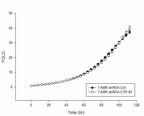 CYR61 stable knock-down이 TAMR-MCF-7세포의 증식능에 미치는 영향