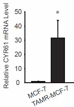 타목시펜저항성 유방암 세포모델에서 CYR61 mRNA 발현 증가