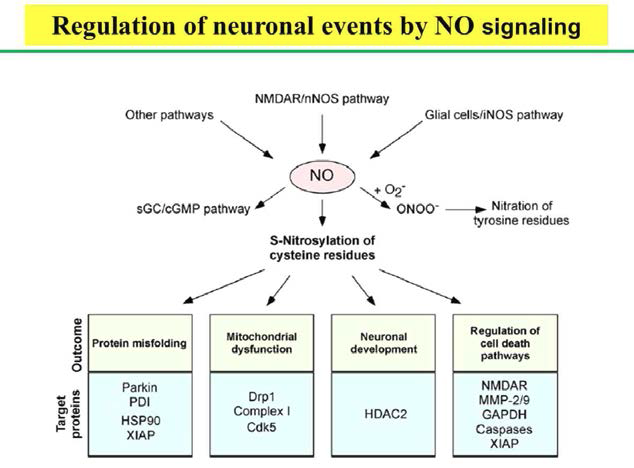 신경 세포 내 NO에 의한 신호전달계