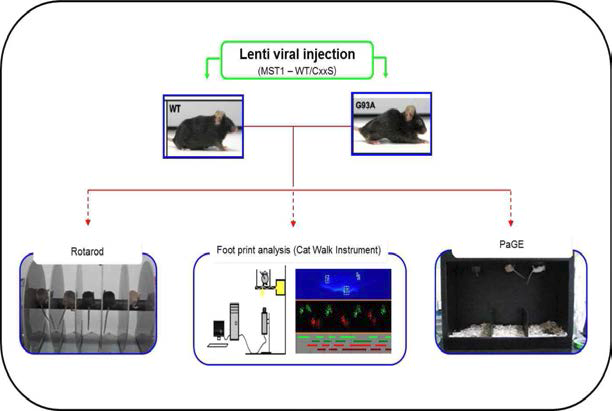 lenti virus 주입 후 ALS 모델 쥐의 행동상의 변화 모니터링 모식도