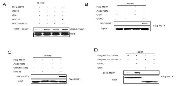 S-nitrosylation of MST1 in vitro and in vivo