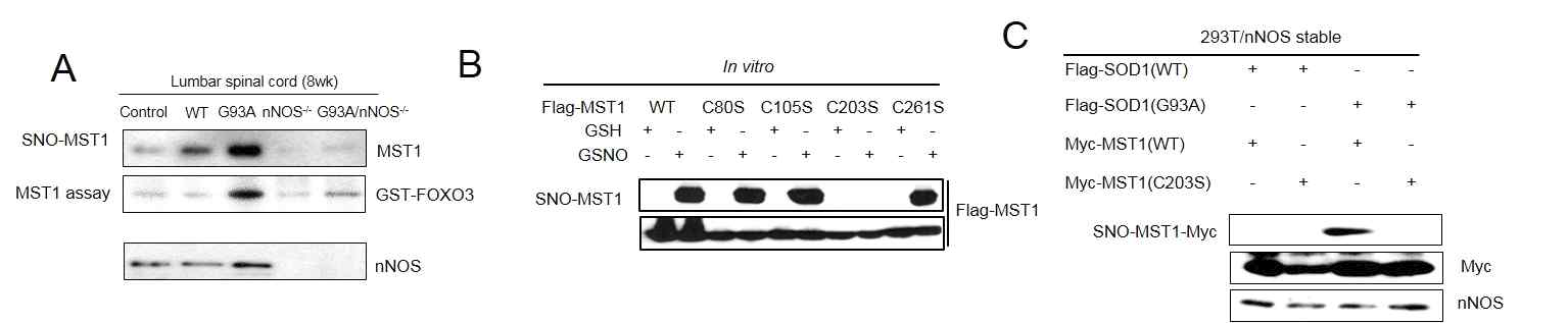 SOD1(G93A) induces s-nitorsylation of MST1 in vitro and in vivo