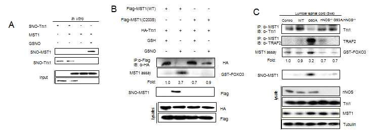 Thioredoxin1 regulates SOD1(G93A)-induced s-nitorsylation of MST1