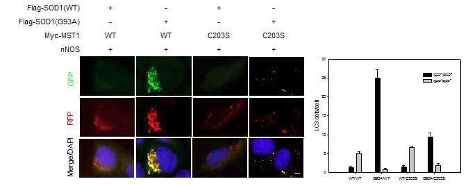 S-nitrosylation of MST1 partly mediates impairment in autophagy flux induced by SOD1