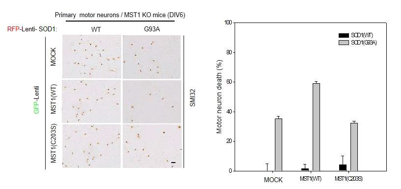 s-nitrosylated MST1 mediates SOD1(G93A)-induced neurotoxicity