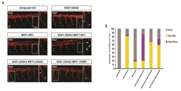 s-nitrosylated MST1 mediates SOD1(G93A)-induced axon degeneration in zebra fish model of ALS