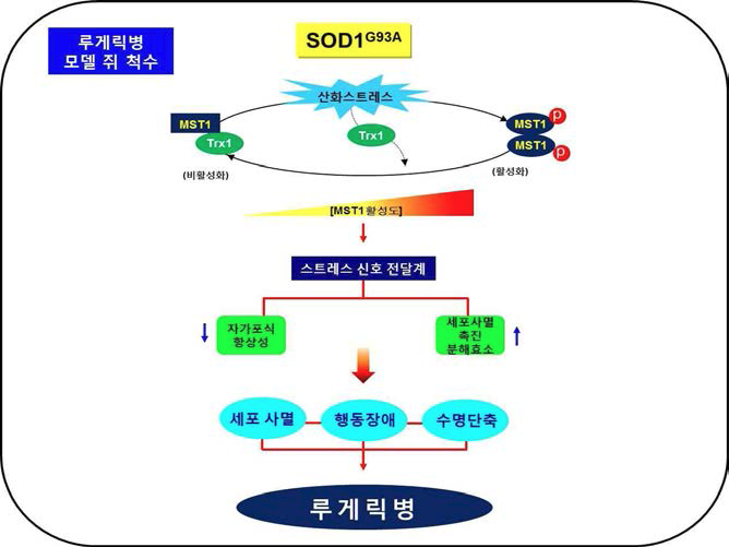 MST1 단백질을 통한 루게릭병 유발 모식도 SOD1 유전자 변이에 따른 산화스트레스는 MST1 단백질을 Trx1 (티오레독 신)과 유리시켜 동형접합을 통해서 MST1 단백질을 활성화시킨다. 활성화된 MST1 단백질은 스트레스 신호전달계를 통해 운동성 신경세포에 독성신호을 전달하여 자가 포식의 항상성을 파괴하거나, 세포사멸 촉진 분해효소를 활성 화시켜서 세포사멸, 행동장애, 수명단축을 유도하여, 결국 루게릭병을 유발하 게 됨