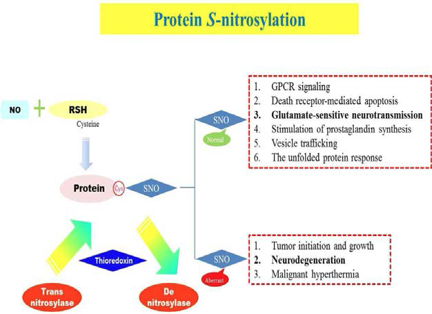 단백질 S-nitrosylation