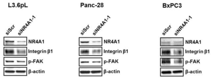 다양한 췌장암 세포주에서 siNR4A1에 의한 β1-integrin과 하류 신호전달 분자의 발현 억제 효과