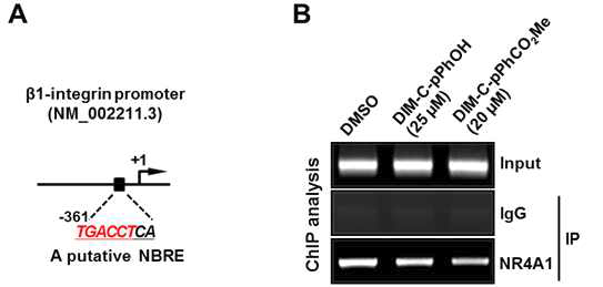 췌장암 세포에서 β1-integrin 프로모터에 대한 NR4A1의 바인딩 및 NR4A1 antagonist에 의한 바인딩 억제 효과