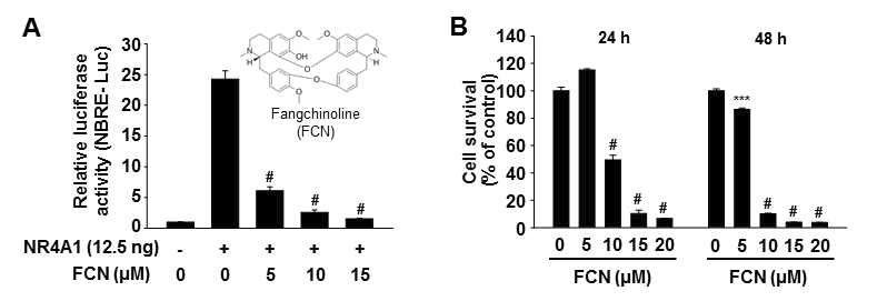 췌장암 세포에서 fangchinoline의 NR4A1 저해 활성 및 세포 성장 억제 효과