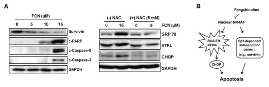 췌장암 세포에서 fangchinoline의 NR4A1 의존성 항암 기전