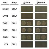 DHU1과 다양한 UV-B 신호전달 조절자들 간의 직접적인 결합 양상 추적