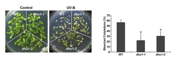 UV-B 스트레스하에서 야생종과 dhu1의 스트레스 내성 여부 탐색