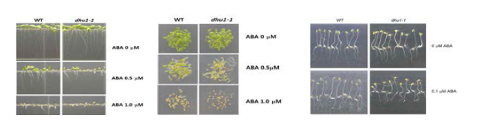 DHU1 유전자 소실에 의한 white light, 암소에서의 ABA 감수성 증가