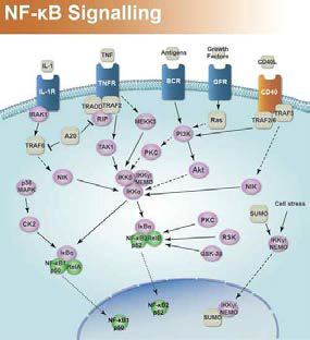 NF-kB signaling