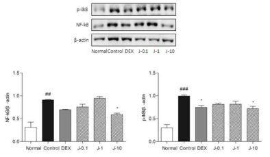 The effects of Hominis Placenta treatment on NF-kB and p-IkB expressions in dorsal skin.