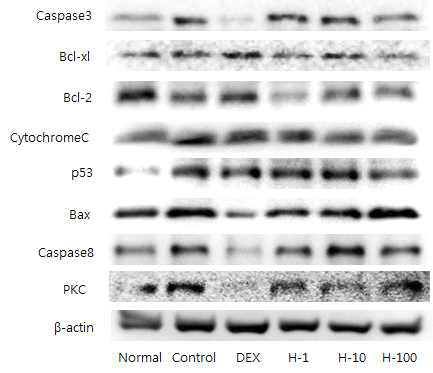 Effects of Carthamus tinctorius on apoptotic proteins in dorsal skin.