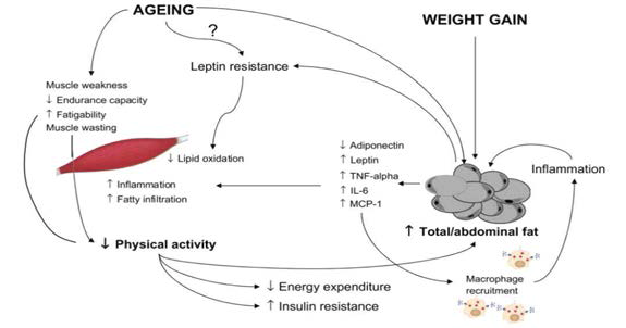 노화 근육에서 분비되는 cytokine과 adipokine의 상호작용