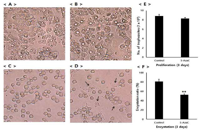 5-azacytidine이 가시아메바의 성장 및 포낭 형성에 미치는 영향
